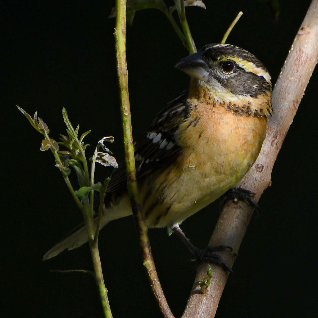 Grosbeak2.jpg