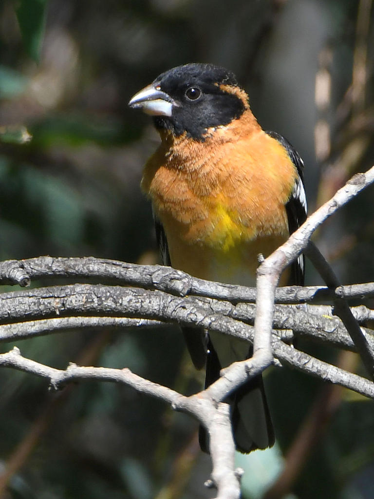 Grosbeak2.jpg