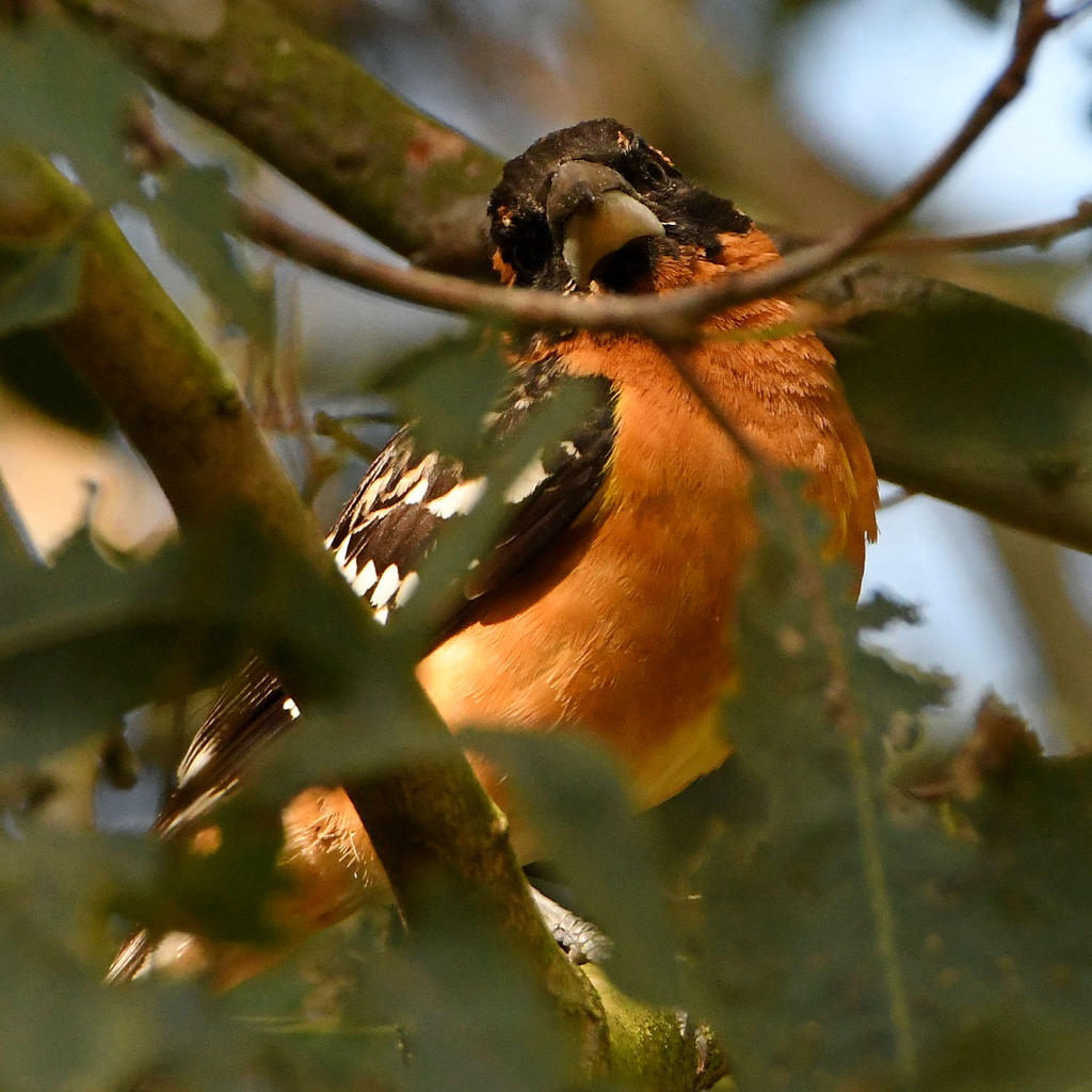 Grosbeak2.jpg