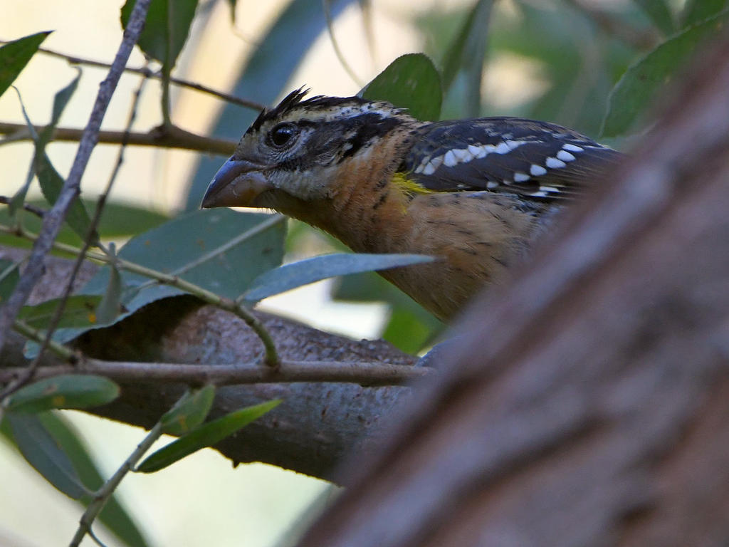 Grosbeak2.jpg