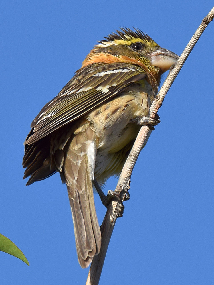 Grosbeak3.jpg