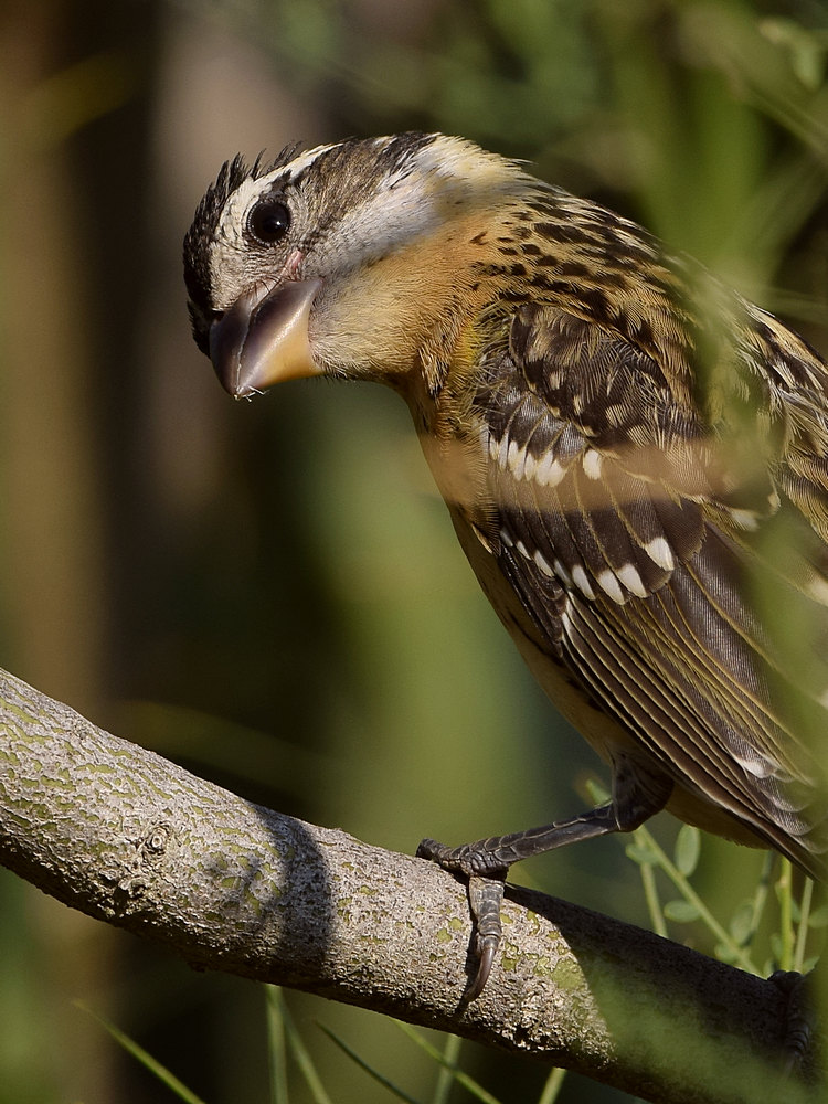 Grosbeak3.jpg
