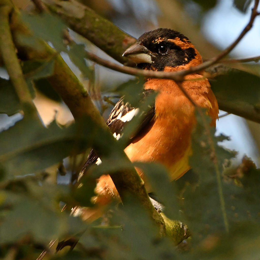 Grosbeak3.jpg