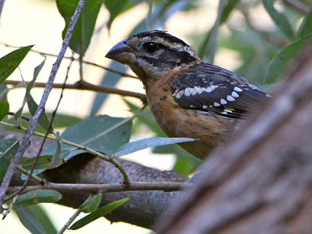 Grosbeak3.jpg