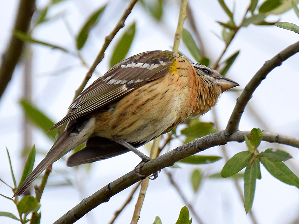 Grosbeak4.jpg