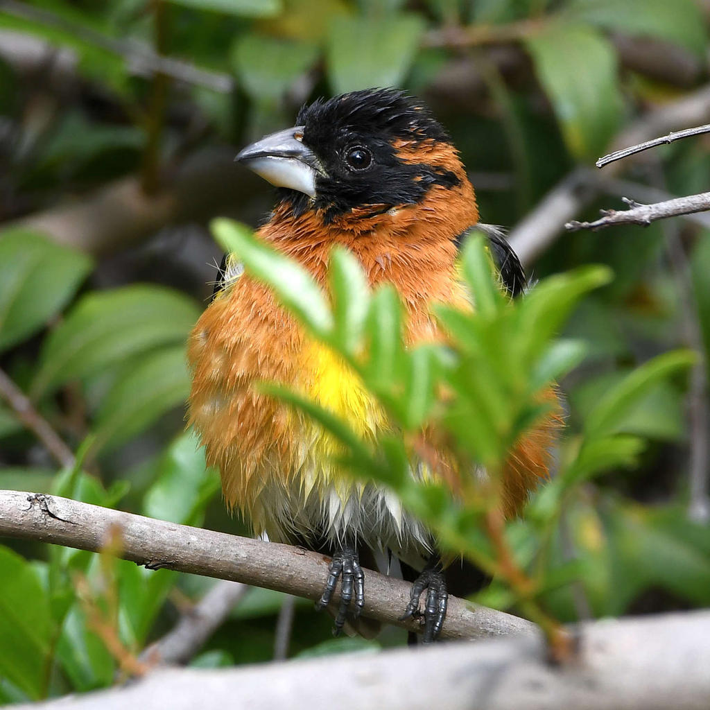 Grosbeak5.jpg