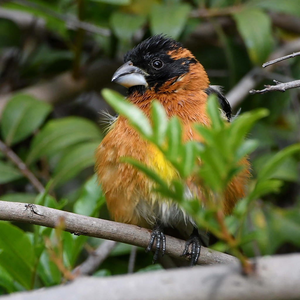 Grosbeak6.jpg