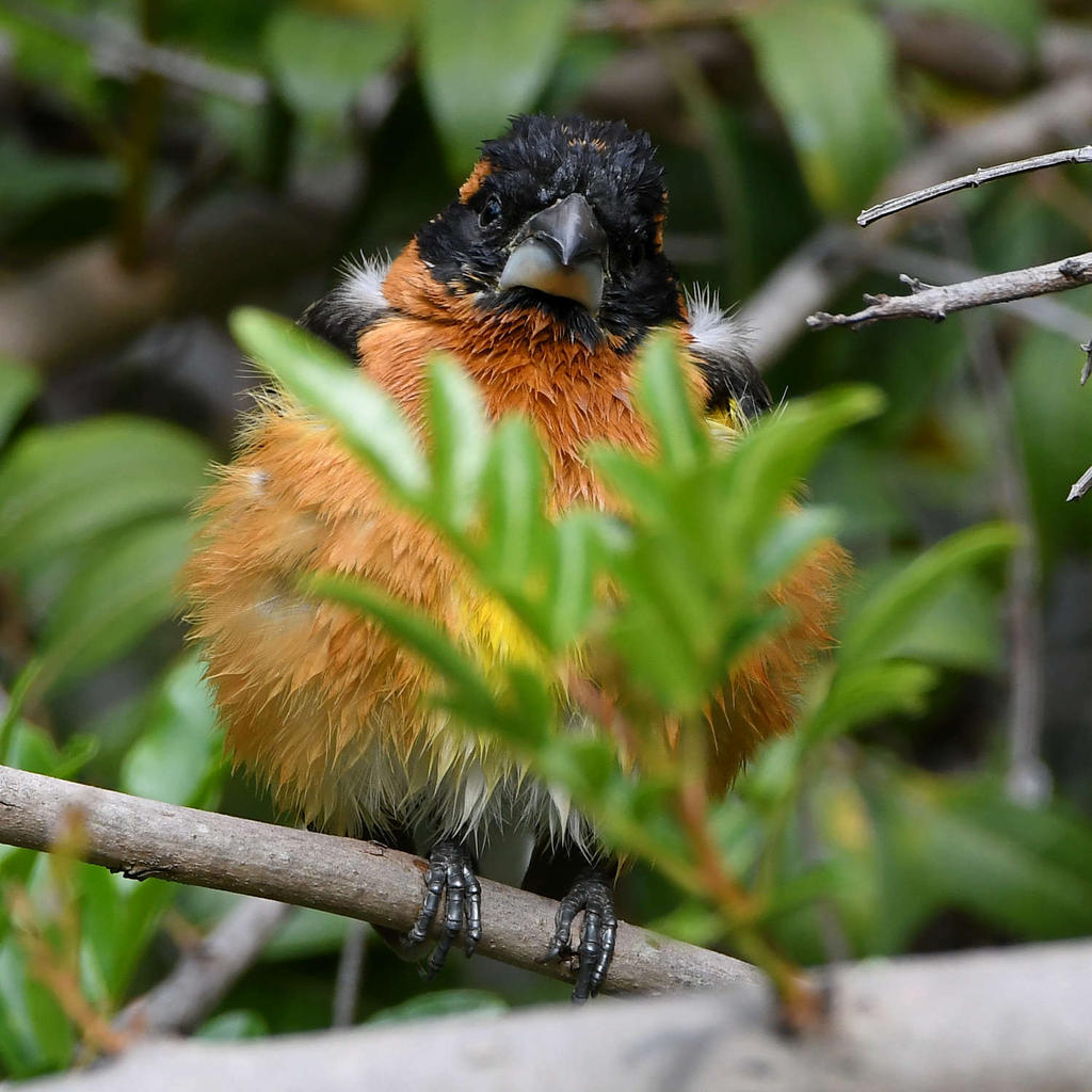 Grosbeak7.jpg