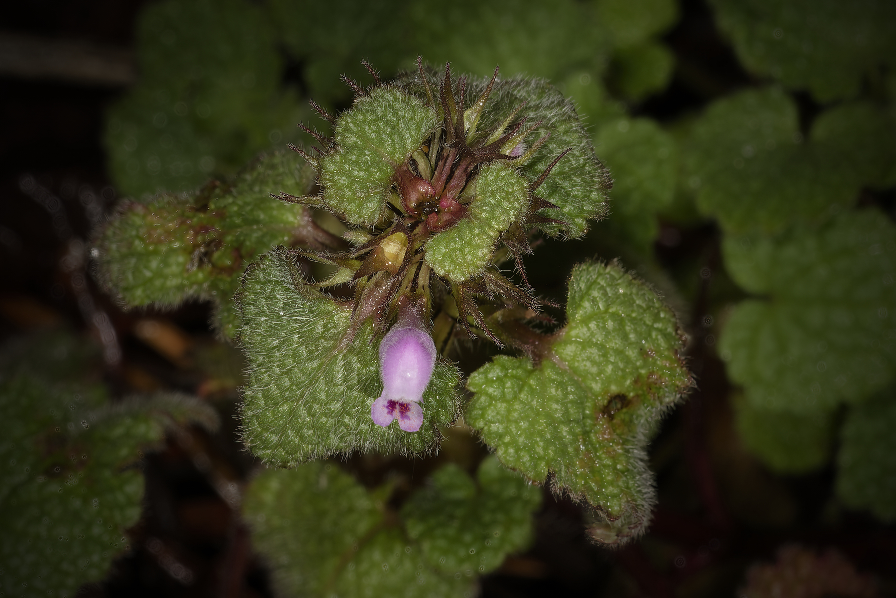 Ground cover plant.jpg