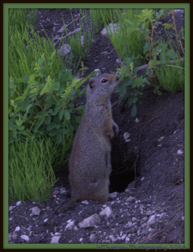 Groundhog at Manti Lake.jpg