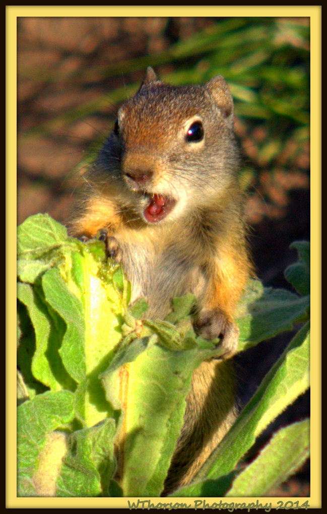 Groundhog.jpg