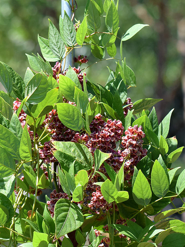 GroundNut.jpg