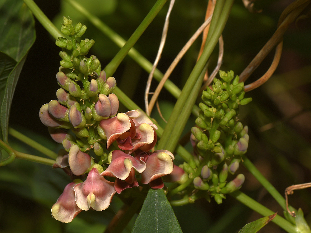 GroundNut2.jpg