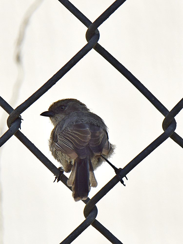 GroundTit.jpg