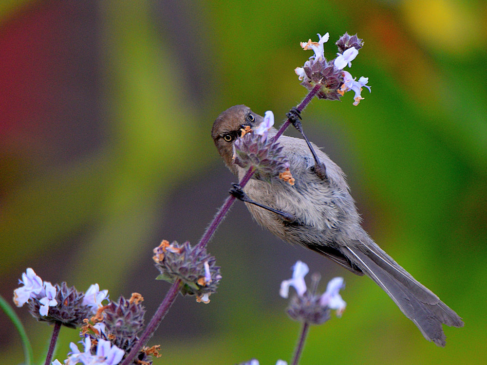 GroundTit.jpg