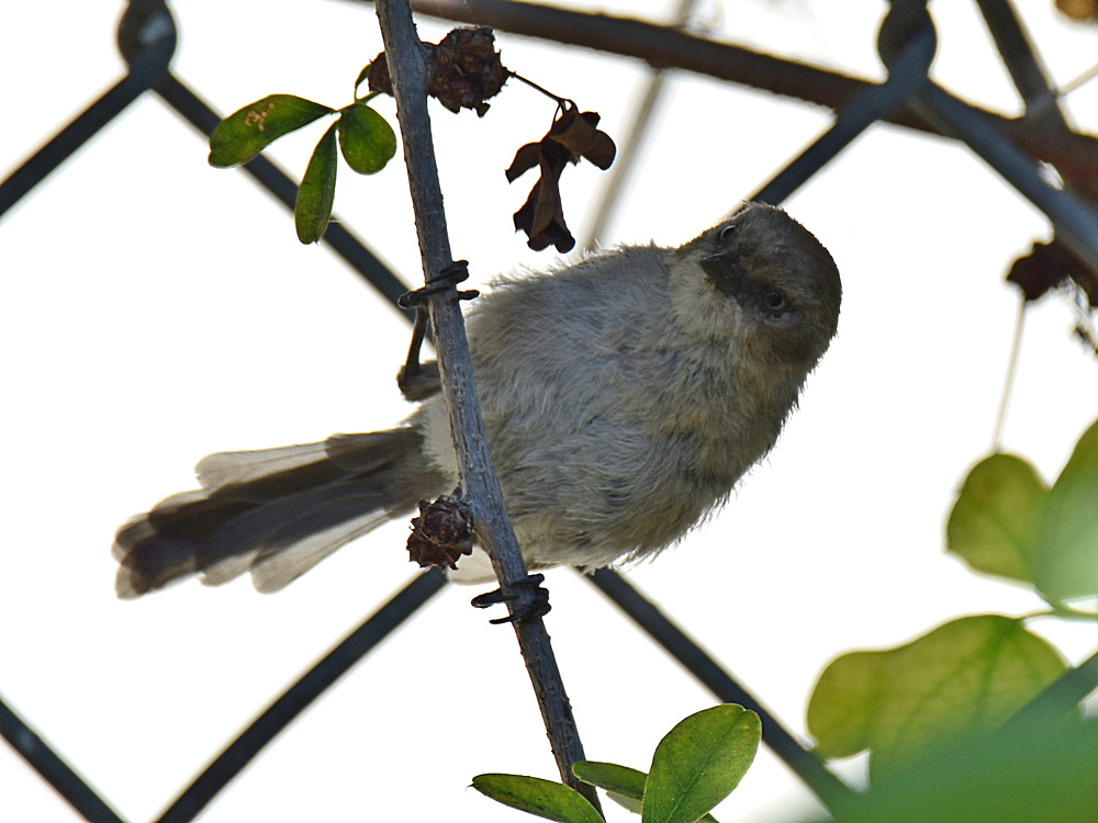 GroundTit2.jpg