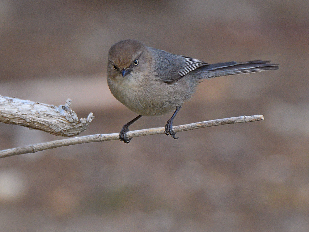 GroundTit2.jpg