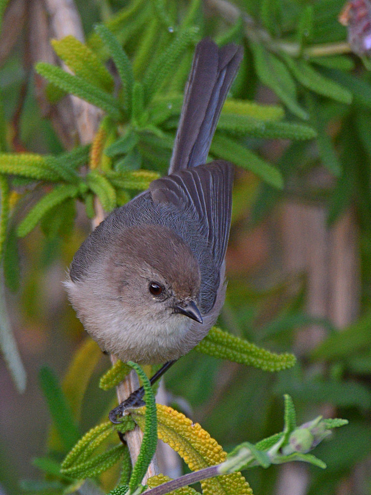 GroundTit3.jpg