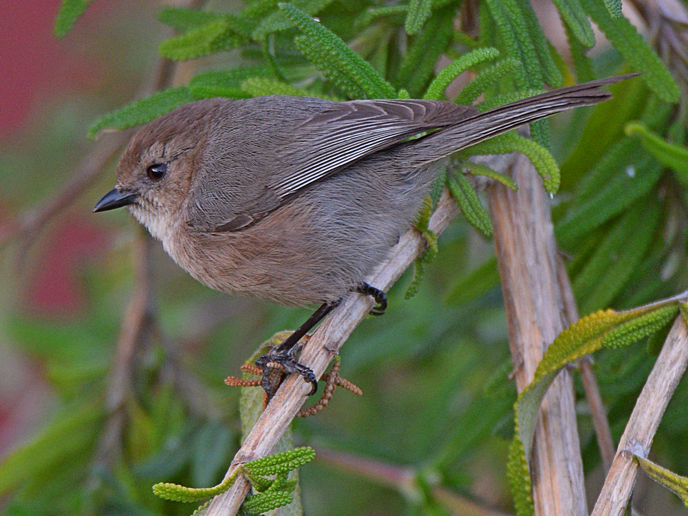 GroundTit4.jpg