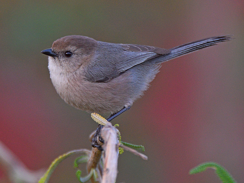 GroundTit5.jpg
