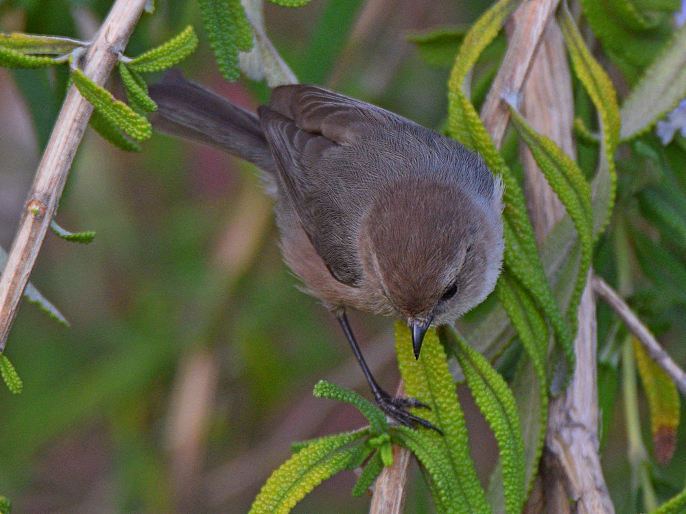 GroundTit6.jpg