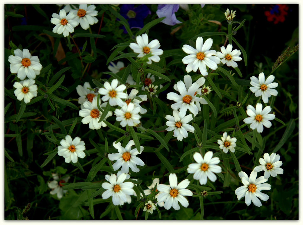 Group of White Zinnia's.jpg