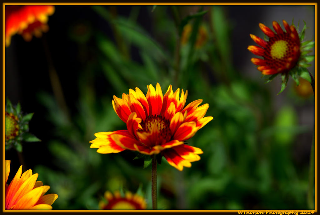 Group of Yellow and Red Flowers.jpg