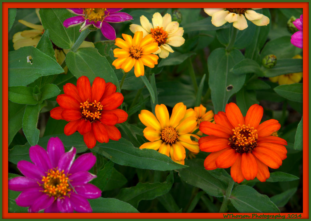 Group of Zinnias.jpg
