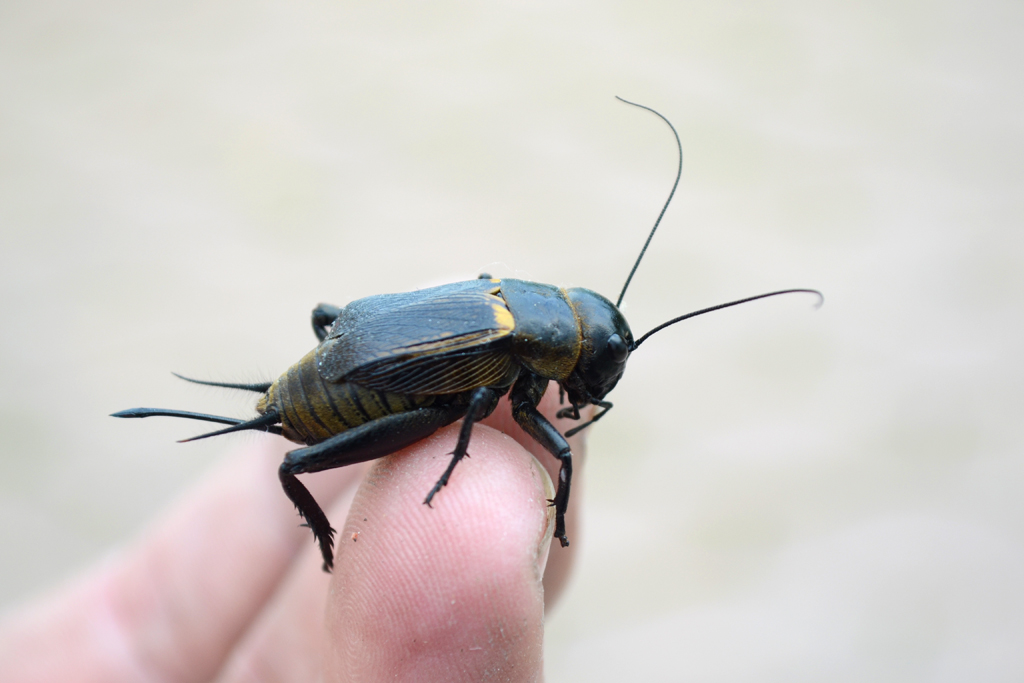 Gryllus campestris - female Field Cricket.jpg