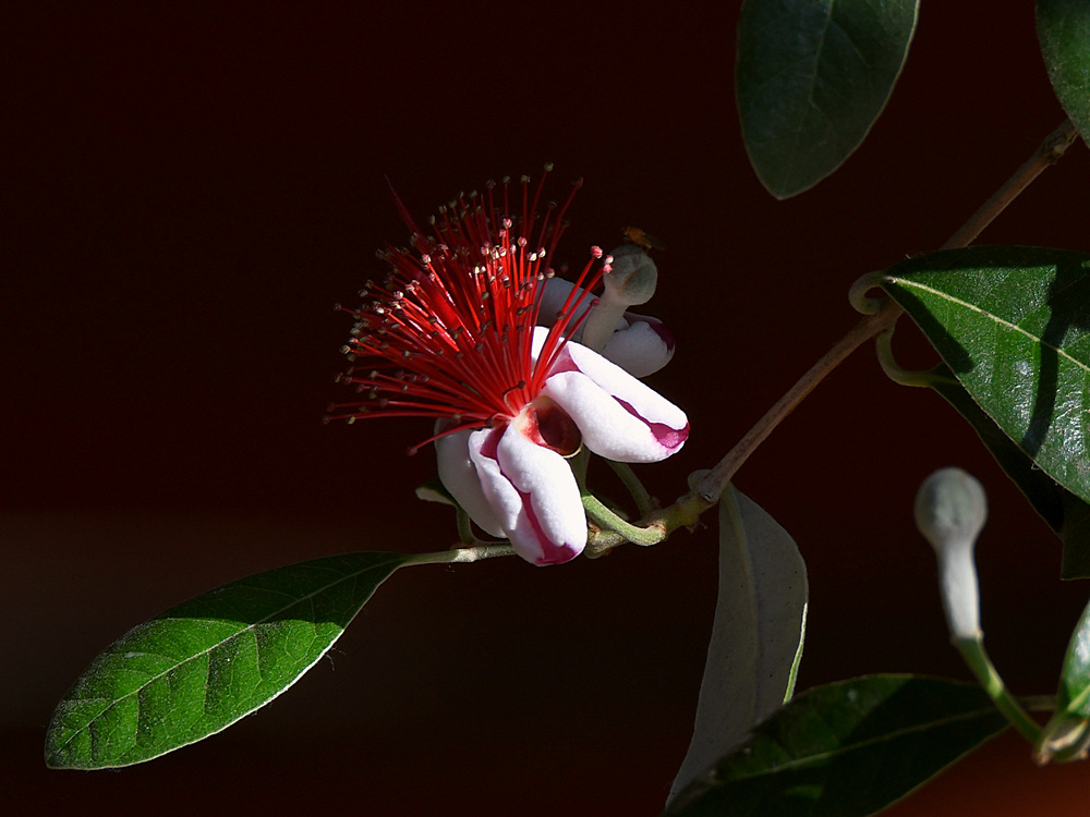 Guava.jpg