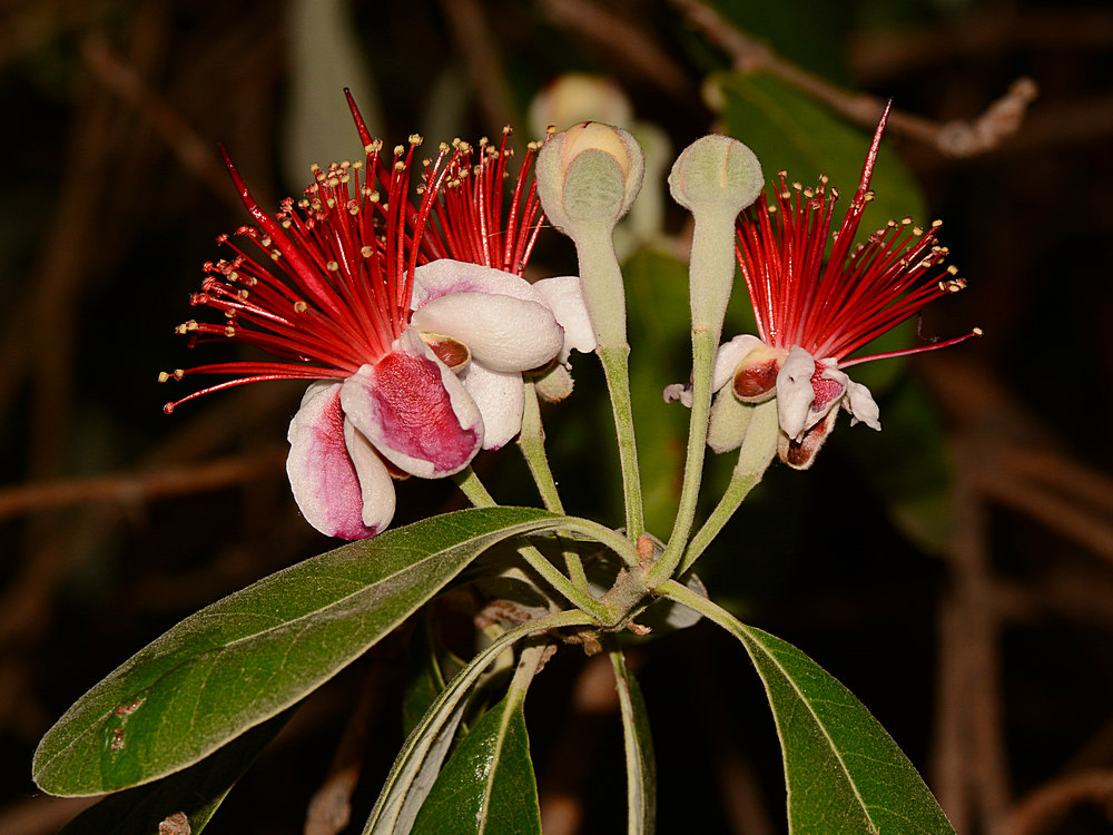Guava.jpg