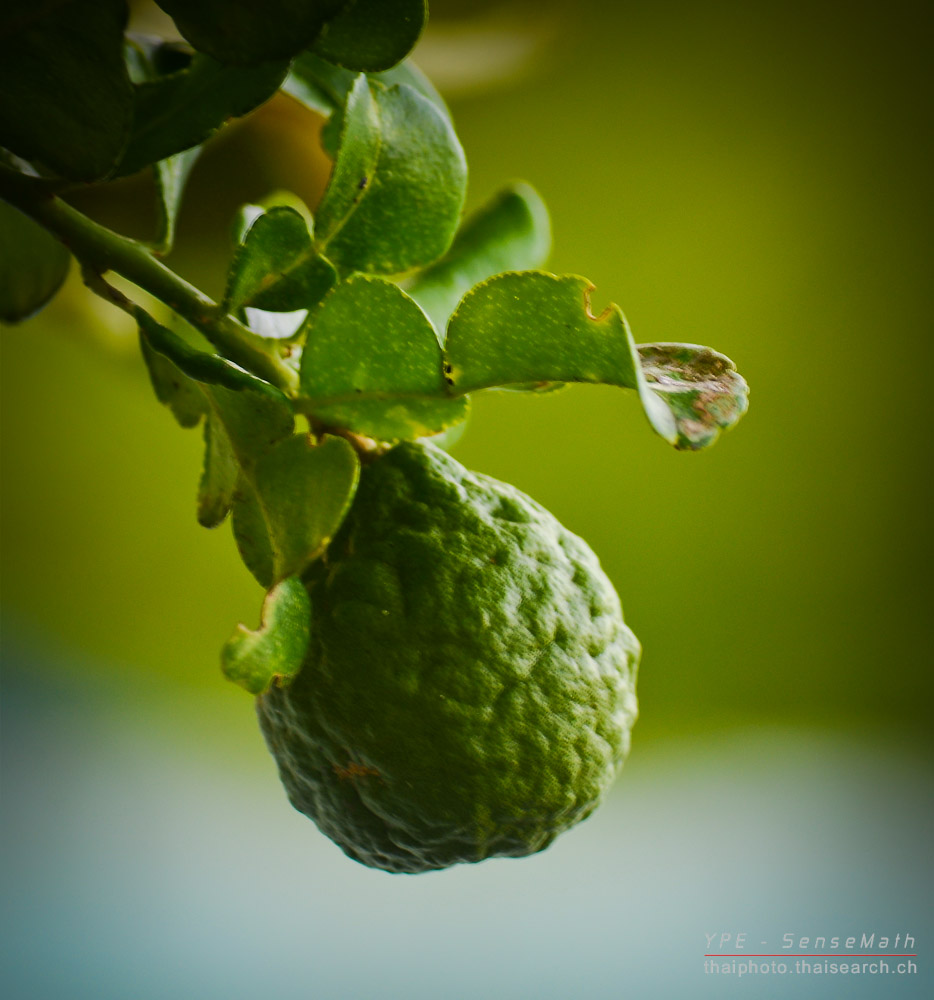 guava1-1.jpg