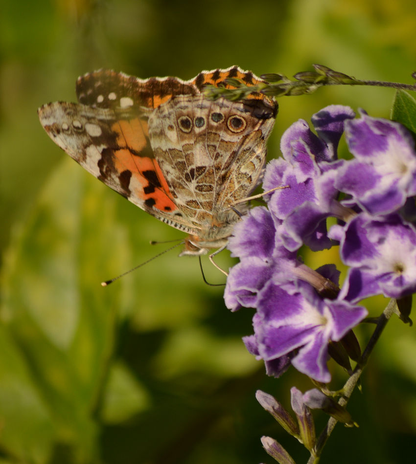 GulfFrit.jpg