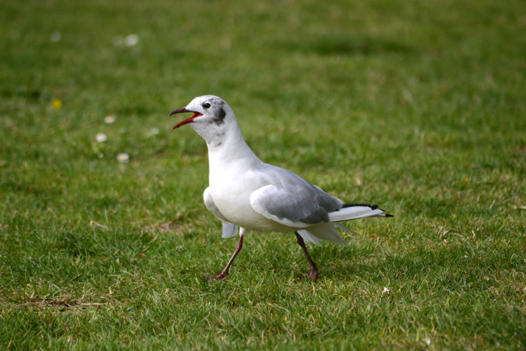 Gull 1.jpg