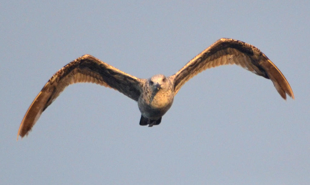 Gull 2.jpg
