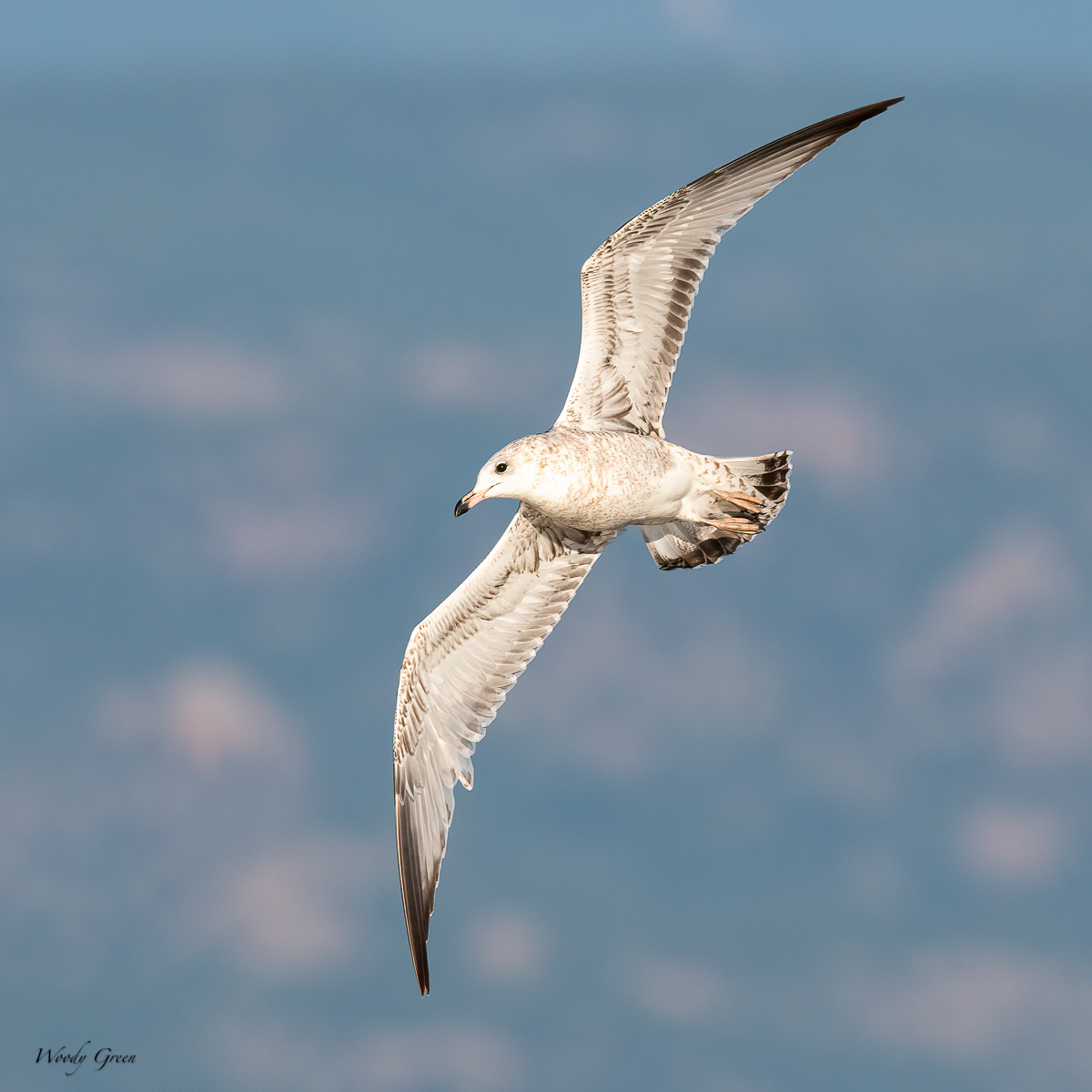 Gull-82.jpg