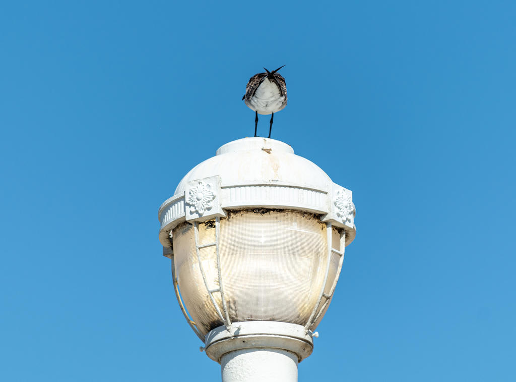 Gull Butt (1 of 1).jpg