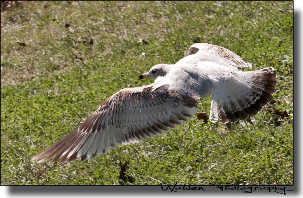 Gull Flight 2.jpg