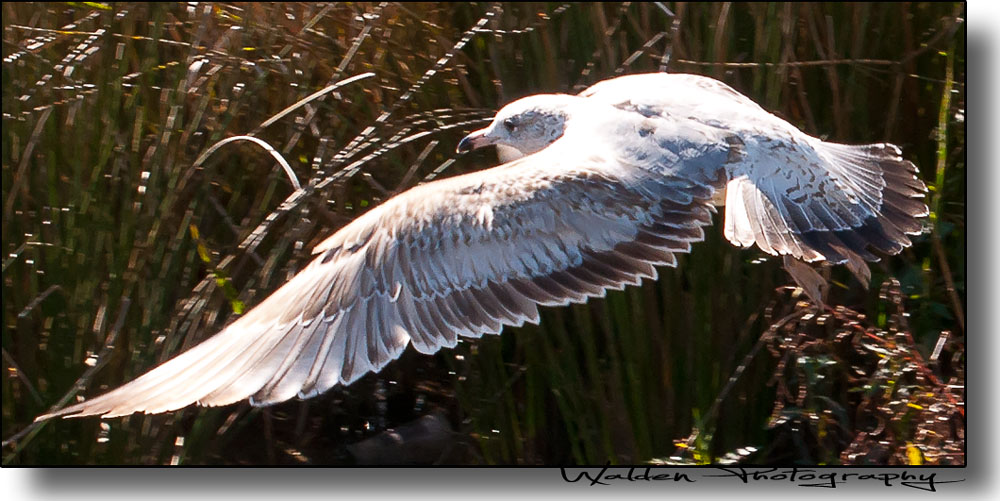 Gull Flight 3.jpg