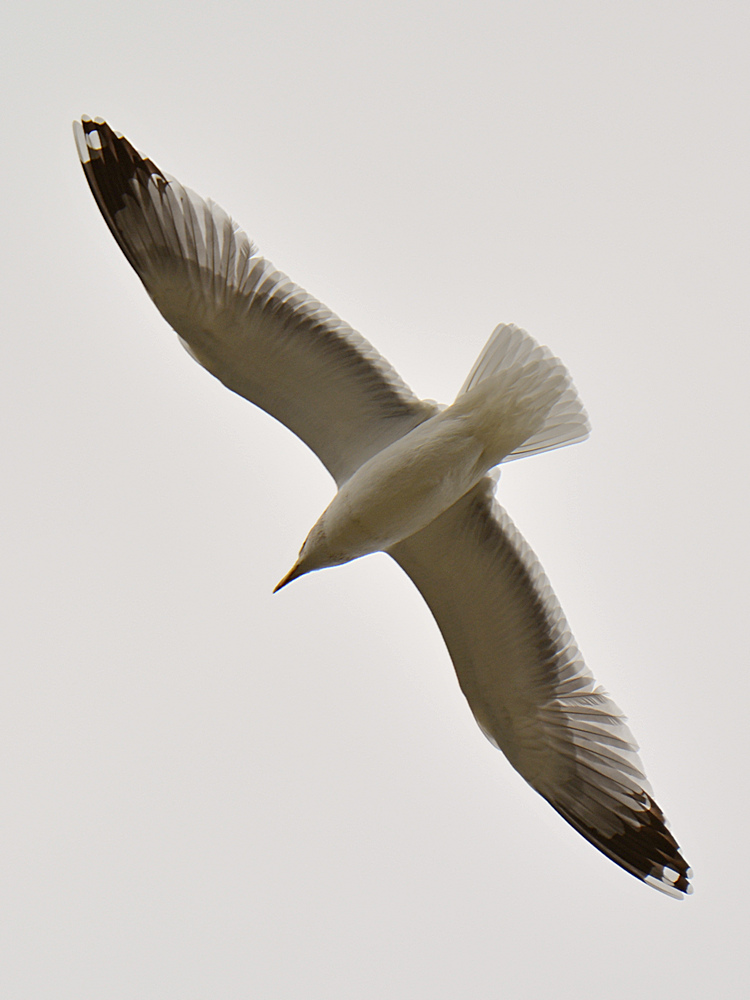Gull.jpg