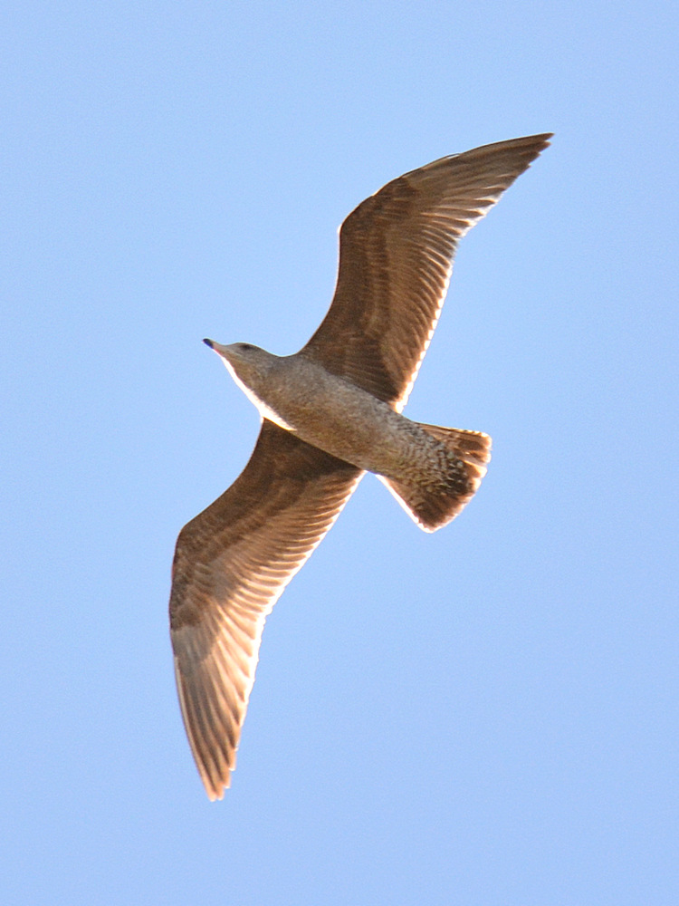 Gull.jpg
