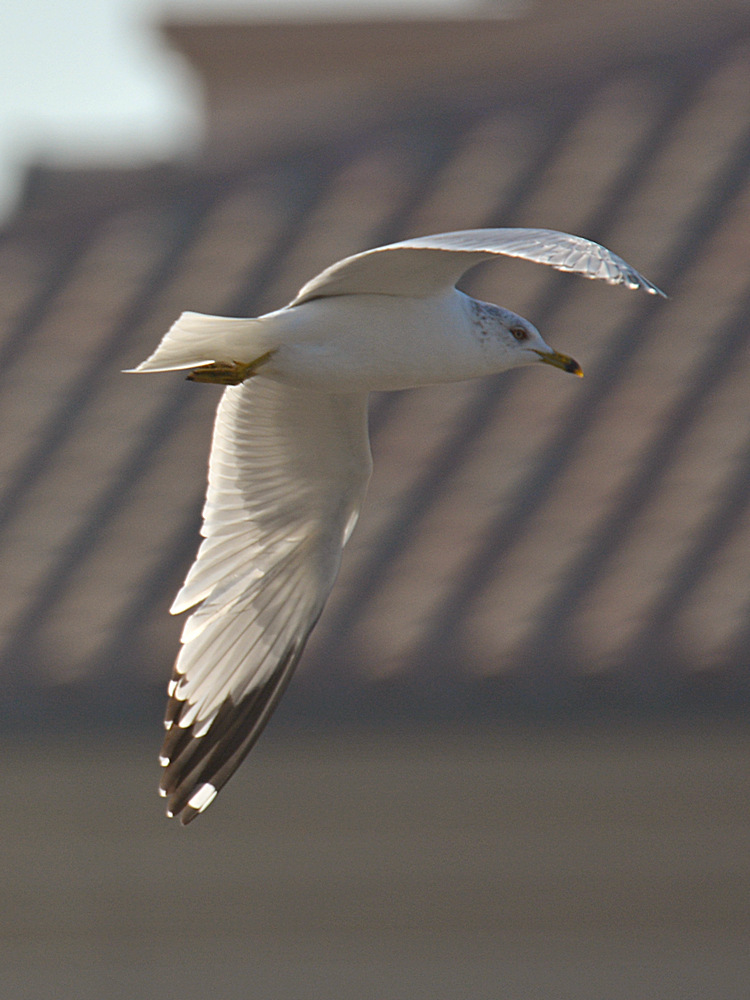 Gull.jpg