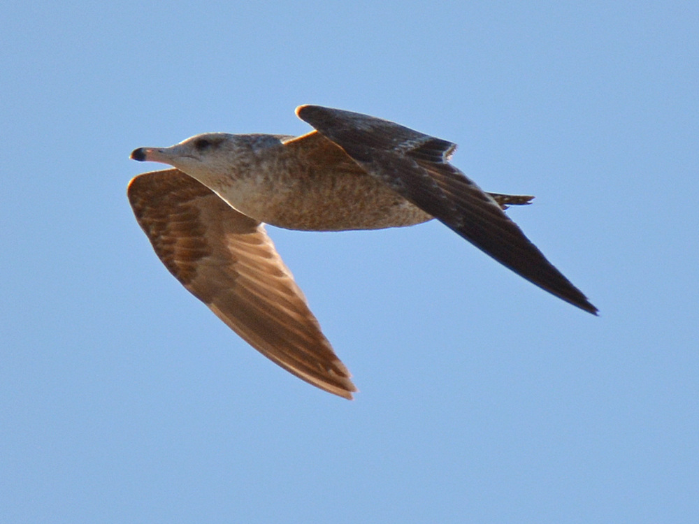 Gull.jpg