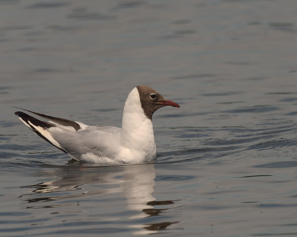 Gull.jpg