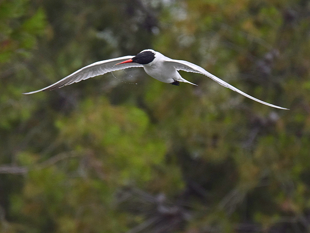 Gull.jpg