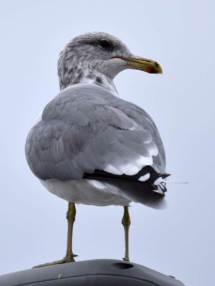 Gull.jpg