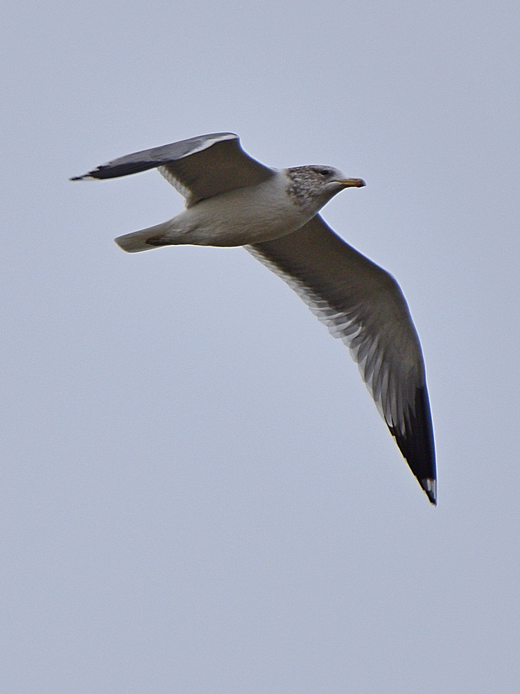 Gull.jpg