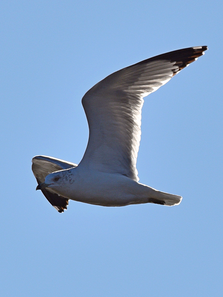 Gull.jpg