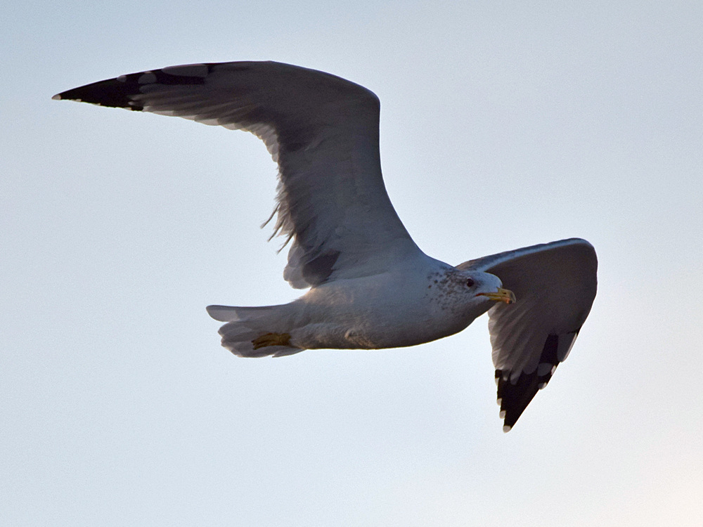 Gull.jpg