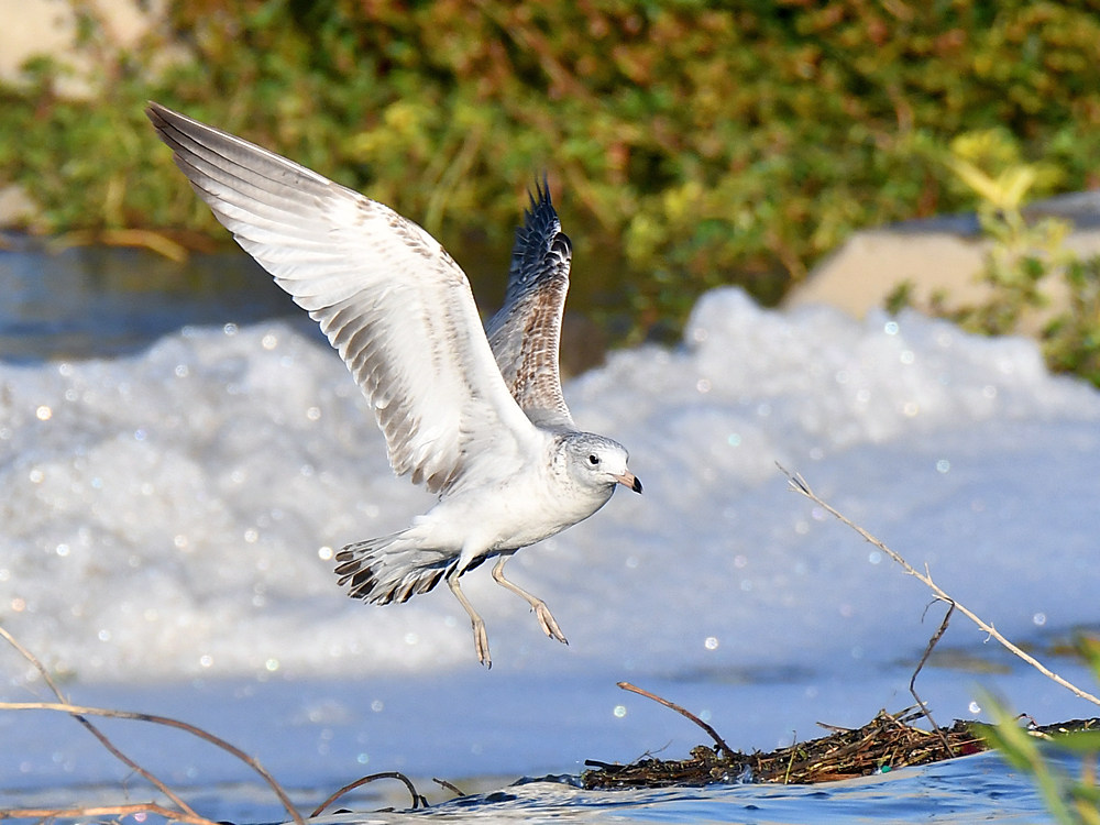 Gull.jpg